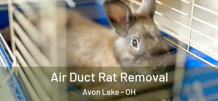 Air Duct Rat Removal Avon Lake - OH